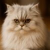 ペルシャ猫なつかない　可愛くない